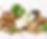 Plant Protein