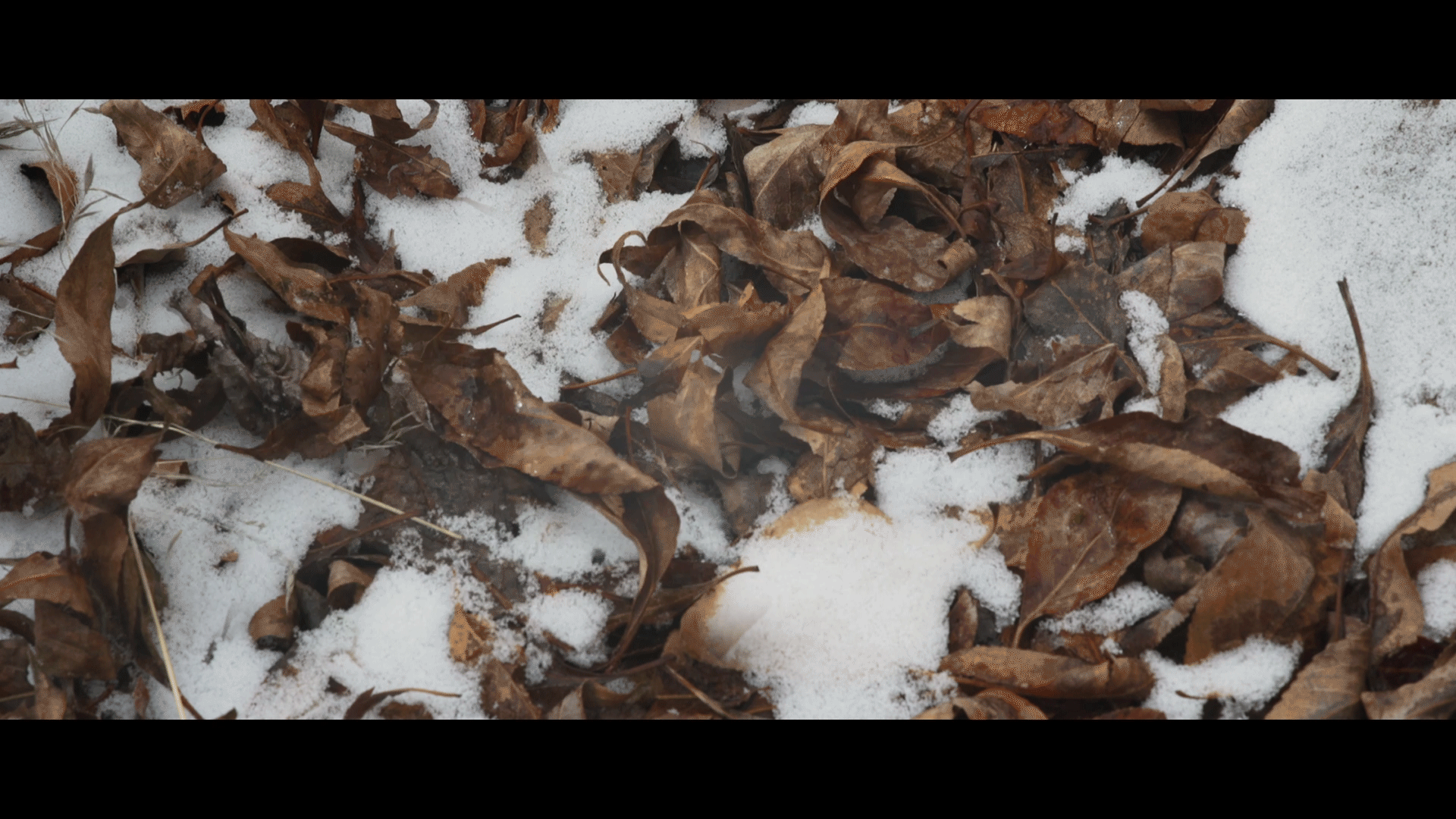 Cinemagraphs7.gif