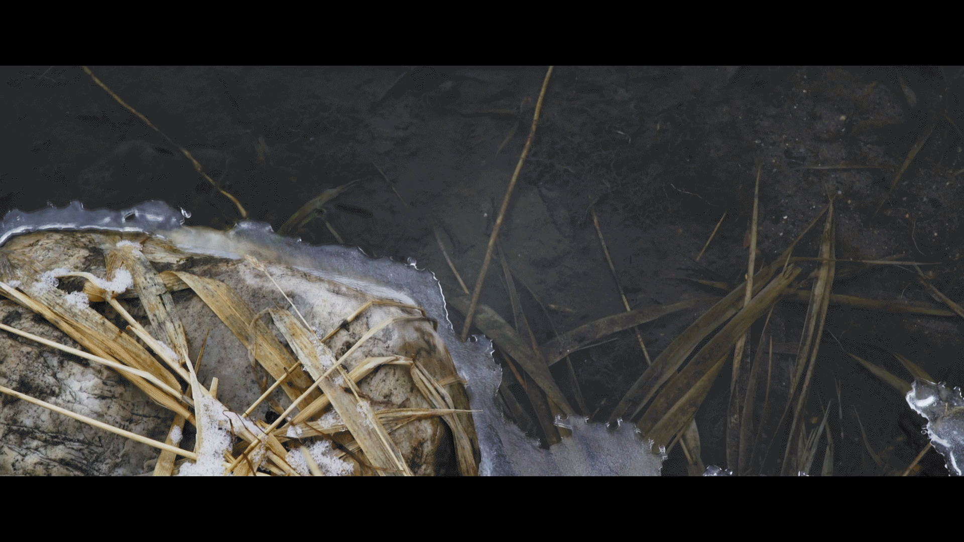 Cinemagraphs5.gif