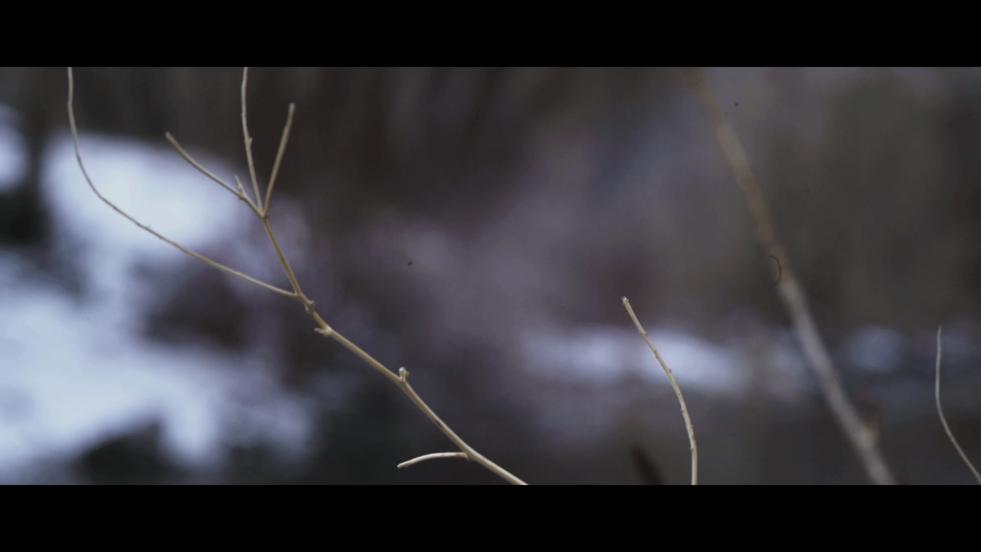 Cinemagraphs6.gif
