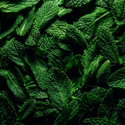9+-+Menthe.jpeg