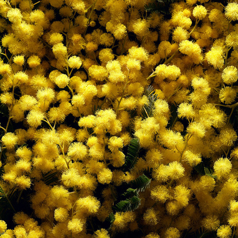 20+-+Mimosa.jpeg