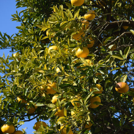 The Yuzu Effect: Seoul’s Quiet Citrus Obsession