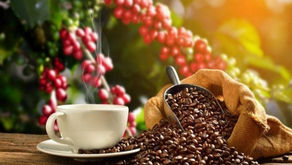 Santa Bárbara, celebra el festival del café.