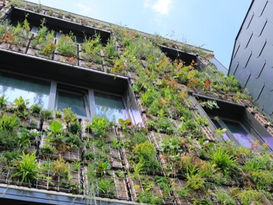 Réconcilier la ville avec le vivant : l'approche VIVUS des façades végétales