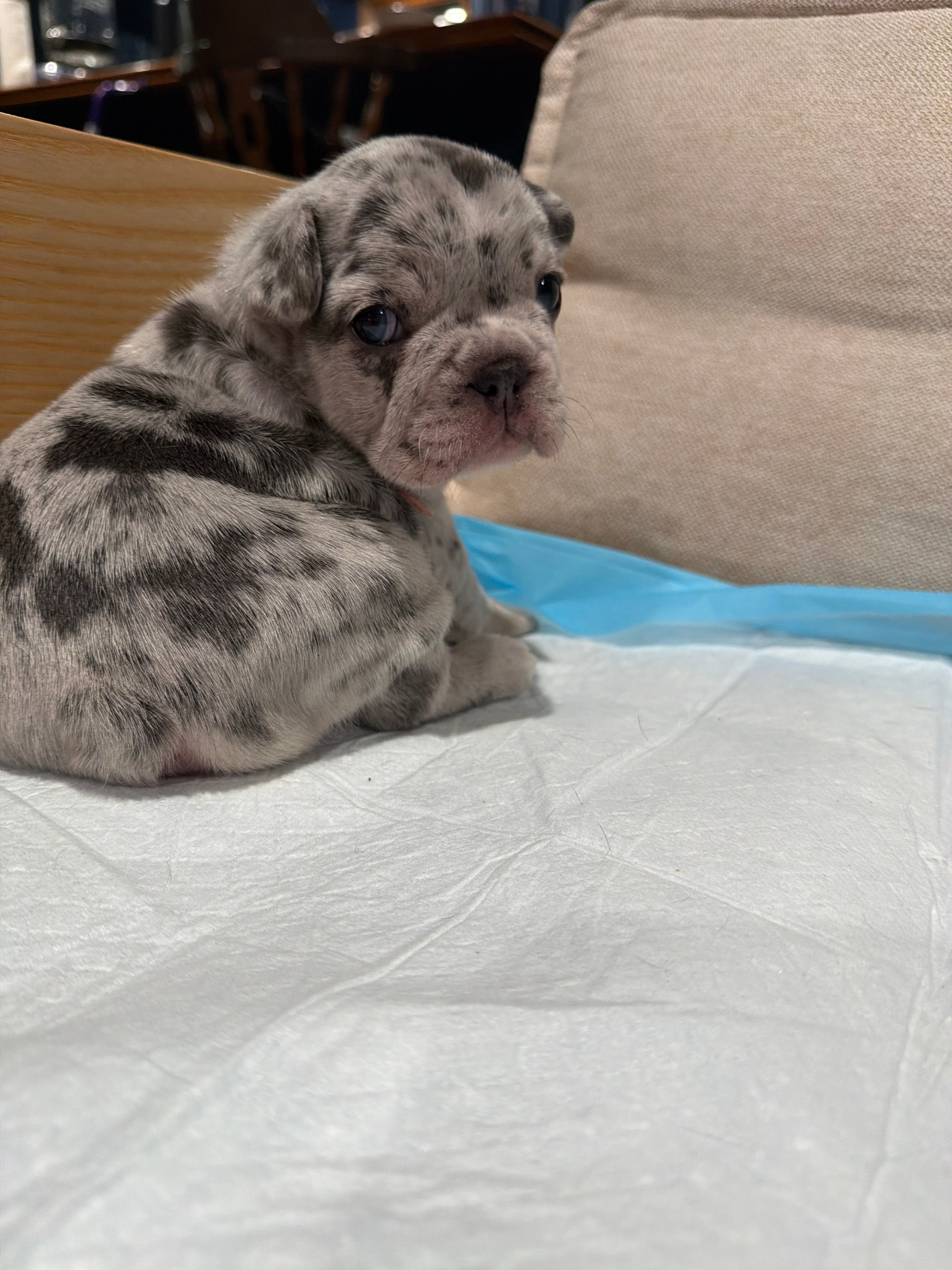 Female Blue Merle (Sold)