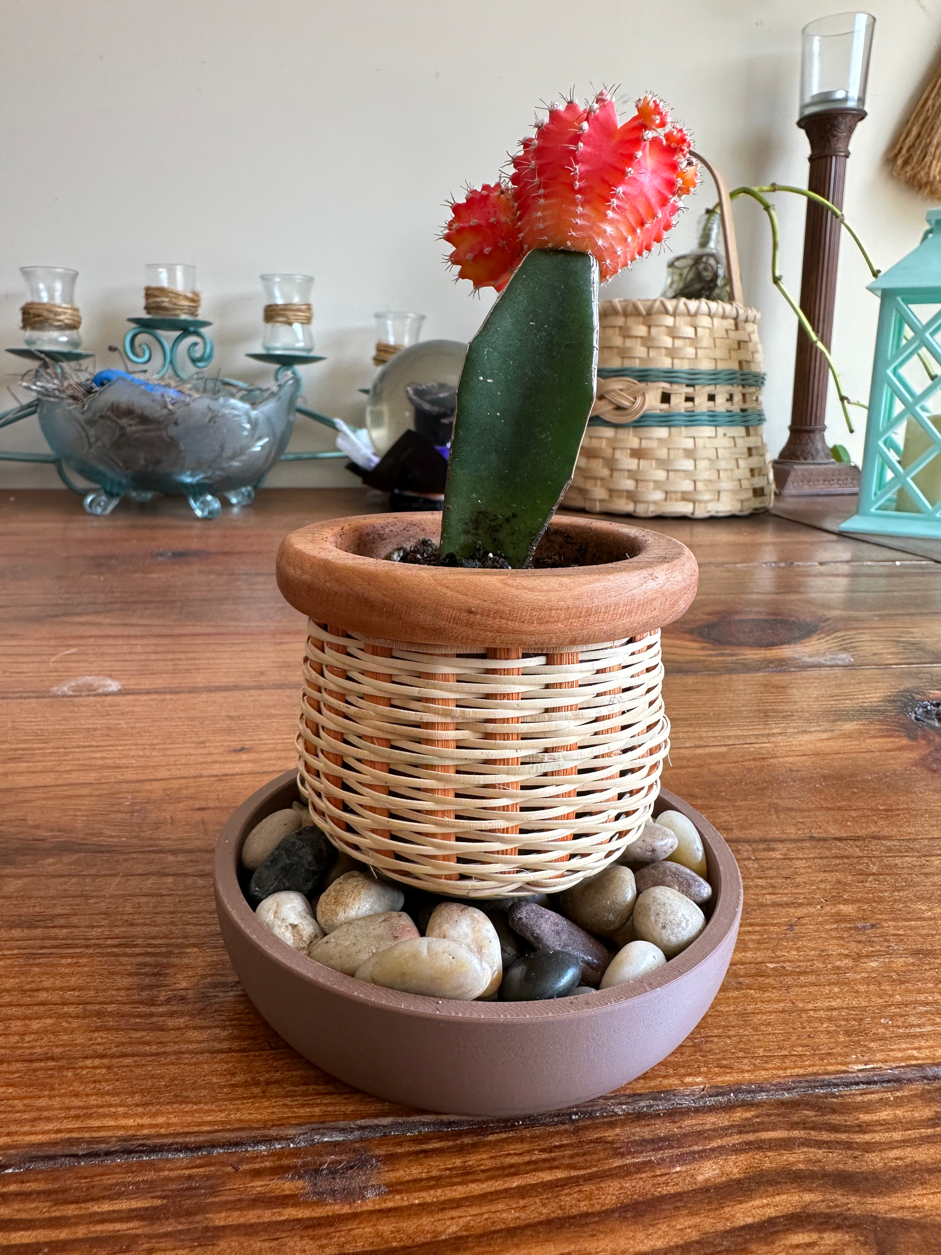 Succulent Planter Complete Kit