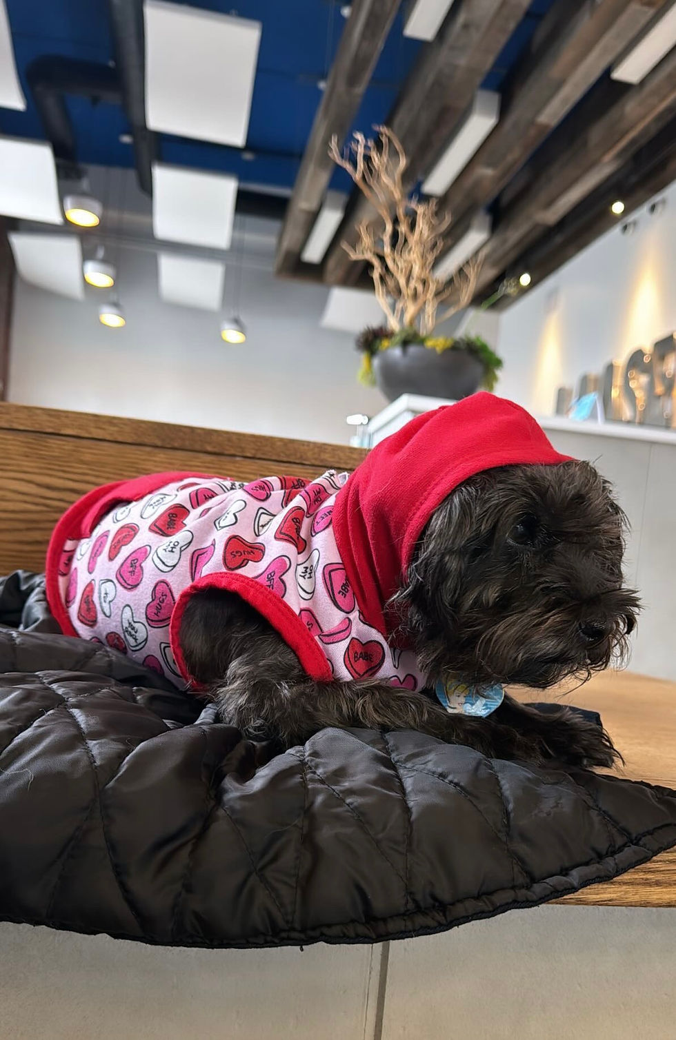 Emma at her vet visit at LAASER Neurology.