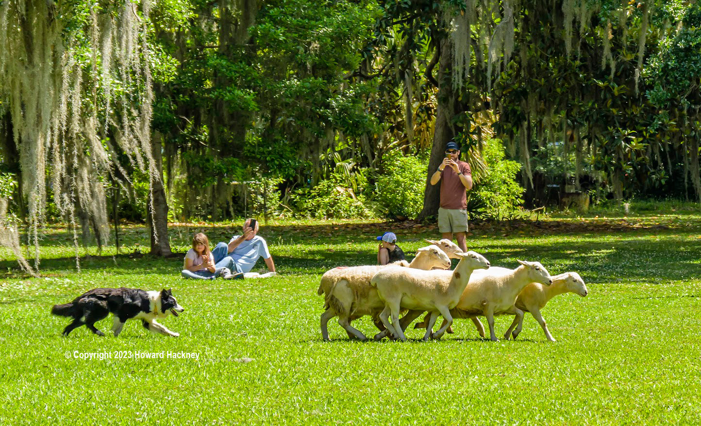 Sheep Herding Savannah Scottish Games