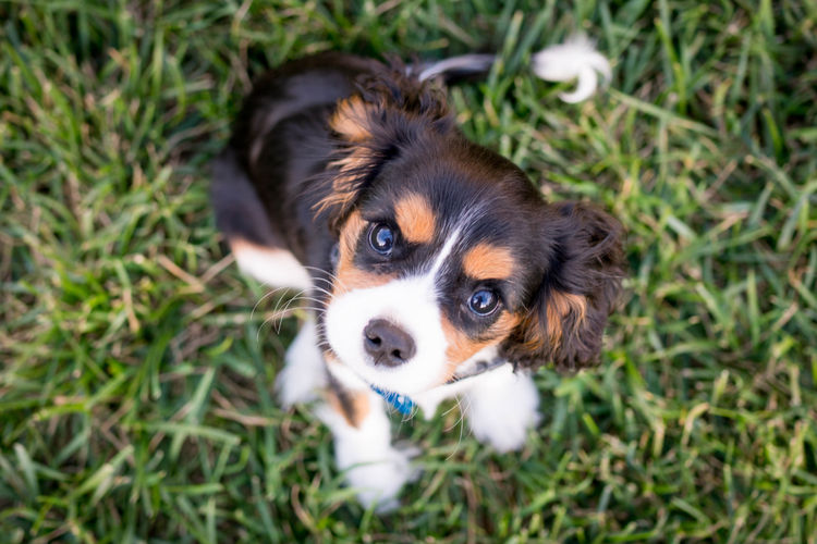 new puppy