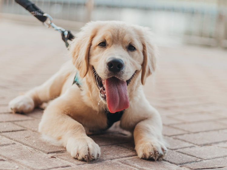 socialize your puppy