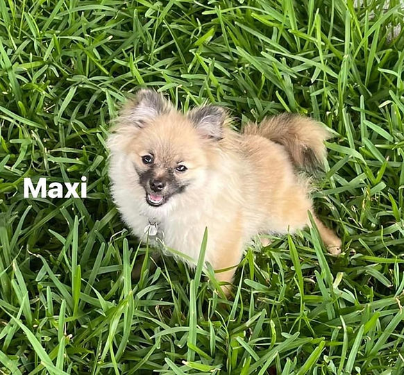 Maxi.jpg