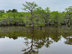 Caddo Lake State Park -Camping