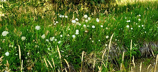 _MG_9868_edited_edited.jpg