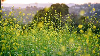 02list-fields1-videoSixteenByNineJumbo1600.jpg