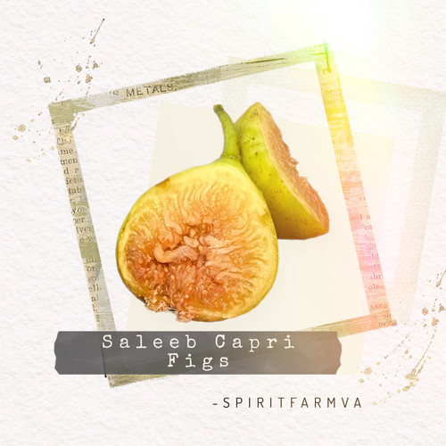 【推定Persistent Capri Fig】TFH C0078 挿木苗 推定Persistent Capri Fig】TFH C0078 挿木苗 - メルカリ