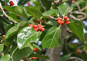 Thumbnail: Bargad Tree Sapling  (Ficus benghalensis) Sapling With Iron Jali