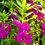 Thumbnail: Kachnar Tree Sapling (Bauhinia variegata) – With Iron Jali