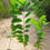 Thumbnail: Sarifa Tree Sapling – Annona squamosa (Sitafal / Sugar Apple) with Iron Jali
