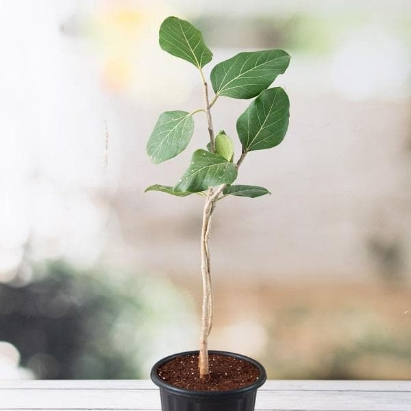 Thumbnail: Bargad Tree Sapling  (Ficus benghalensis) Sapling With Iron Jali