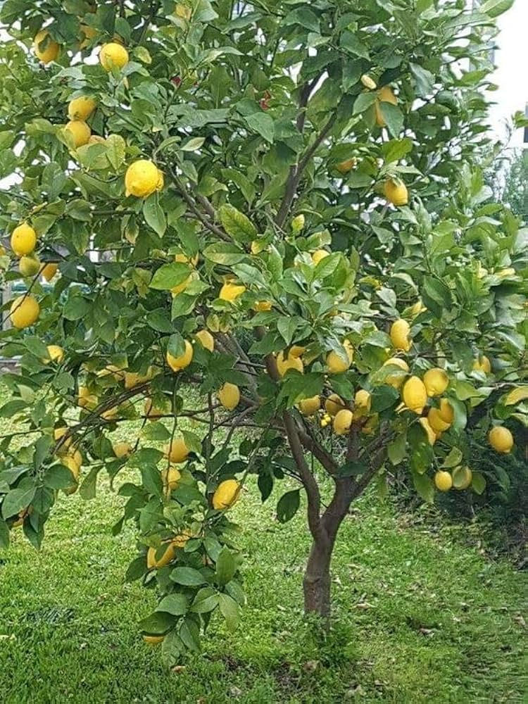 Thumbnail: Nimbu Tree Sapling – Citrus limon (Lemon Tree) with Iron Jali