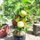Thumbnail: Amrud Tree Sapling Psidium guajava (Guava) with Iron Jali