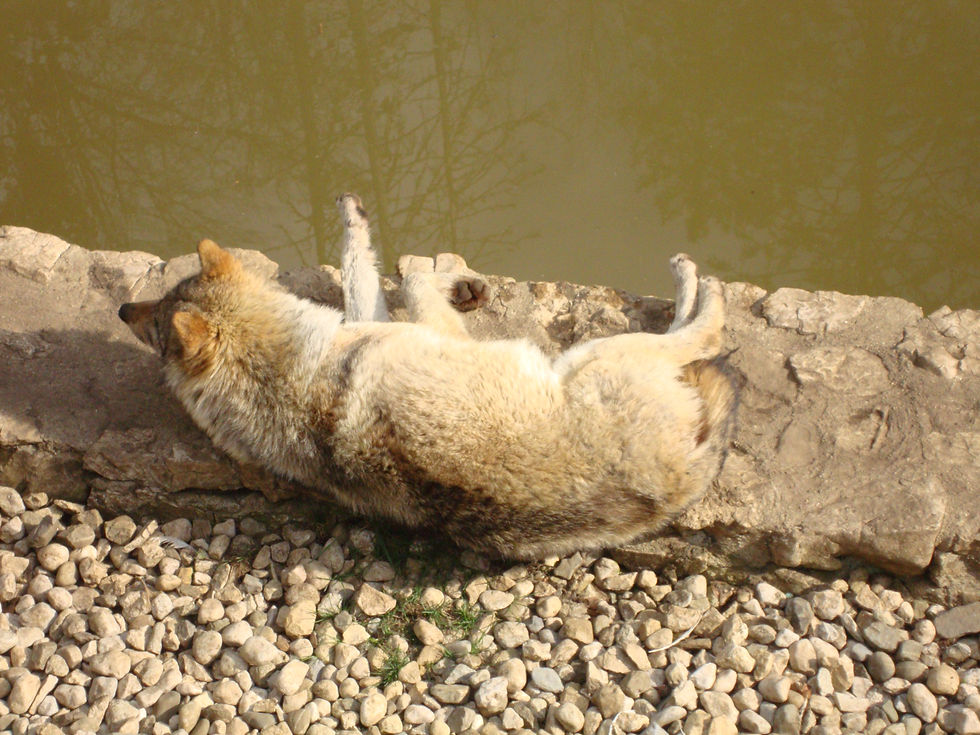 Un loup..