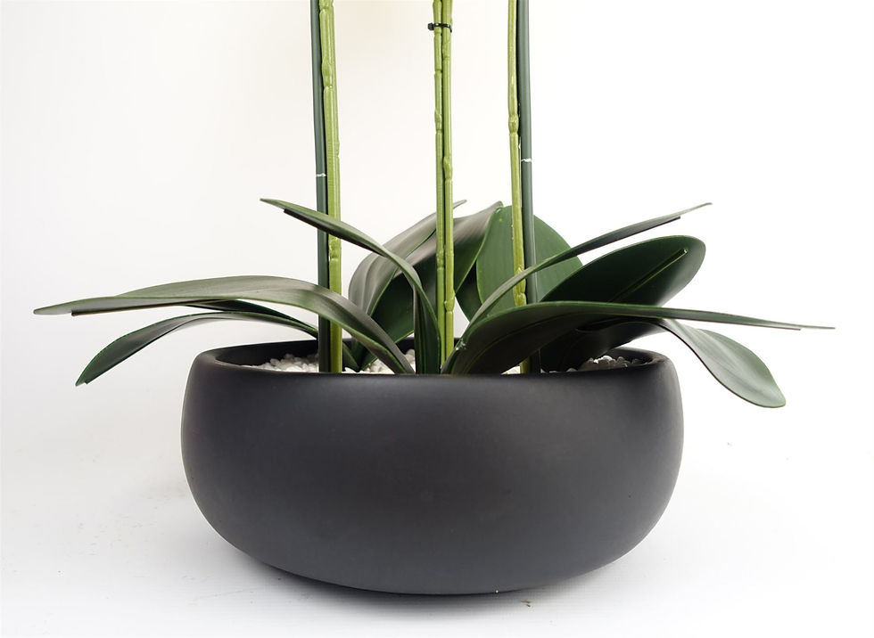 Thumbnail: Orchid Yellow - Black Ceramic Planter