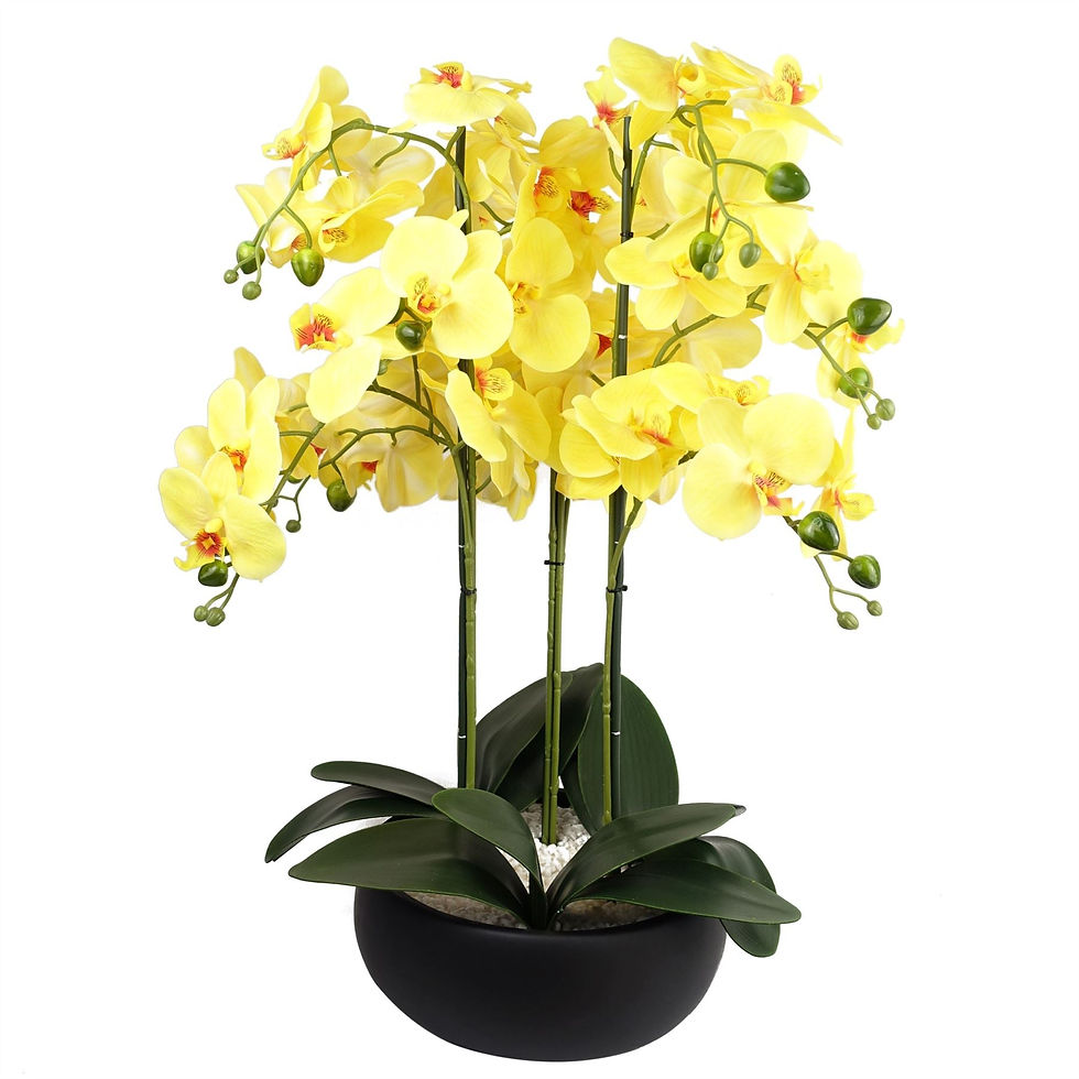 Thumbnail: Orchid Yellow - Black Ceramic Planter