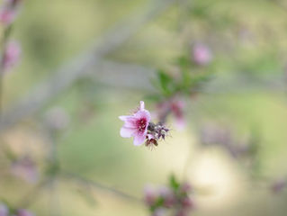 Para acabar com a dor de amor.