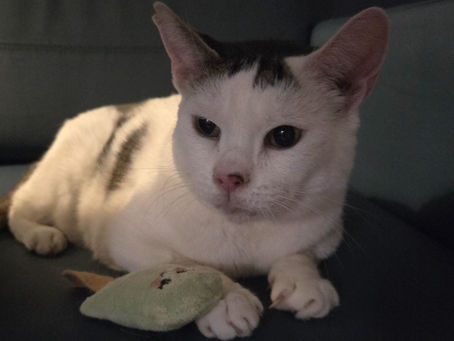 Honoring Our Pets on Rainbow Bridge Remembrance Day