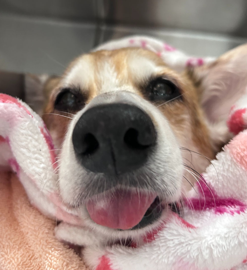 Why City Living Puts Your Pet’s Teeth at Risk (and What to Do About It)