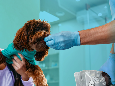 Tartar Shield: The Dental Defense Your Pets Will Love!