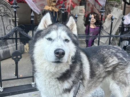 Fall Fun with Your Furry Friend: Pet-Friendly Pumpkin Patches & Apple Picking Near NYC