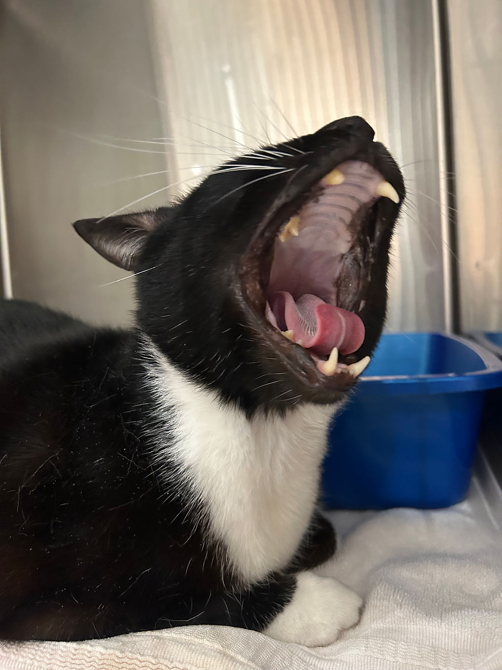 Feline Stomatitis: Understanding, Treating, and Managing Oral Inflammation in Cats