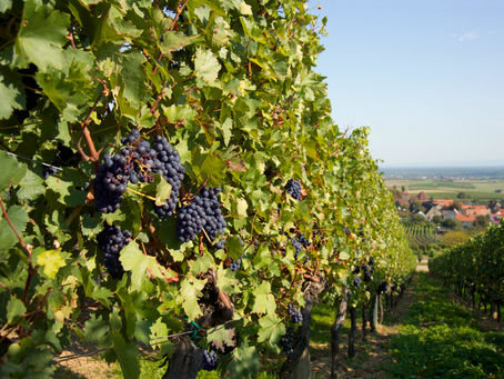 A Taste of Tuscany: Exploring Italian Wine Regions