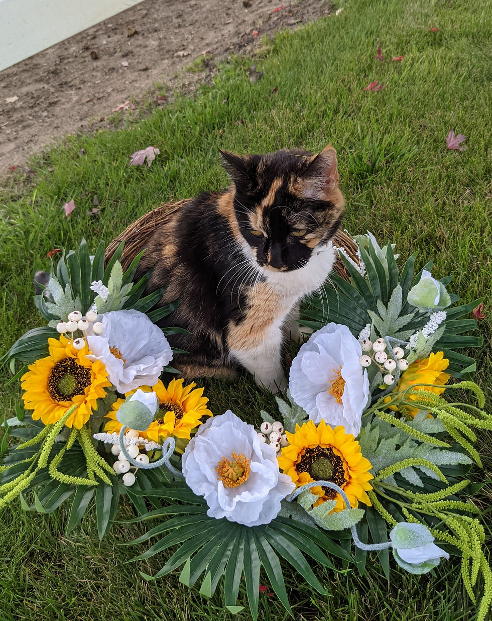 Thumbnail: Cat sitting in middle of tropical grapevine wreath with monstera leaves, white lavender, magnolias and yellow sunflowers.
