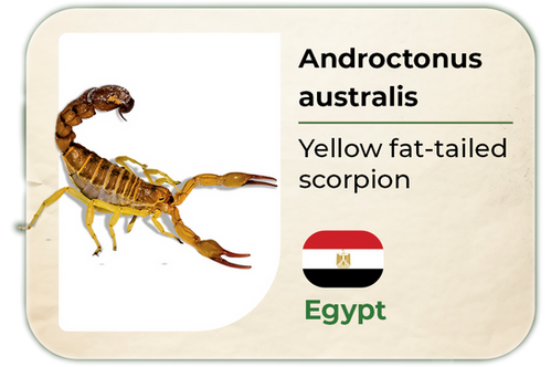 Androctonus gonneti/australis 専用 Androctonus australis | GBP Consultancy-Labs