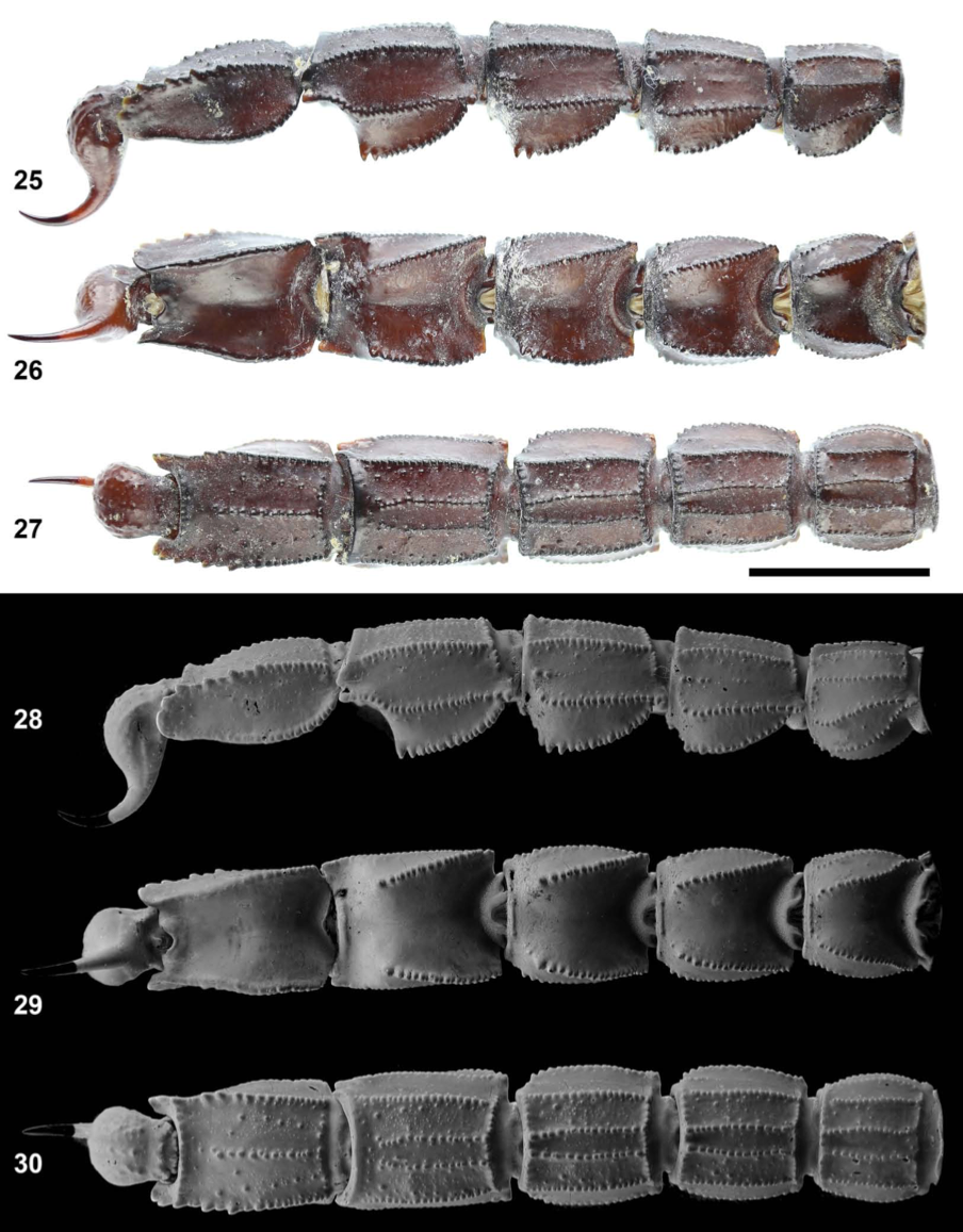 Androctonus turkiyensis