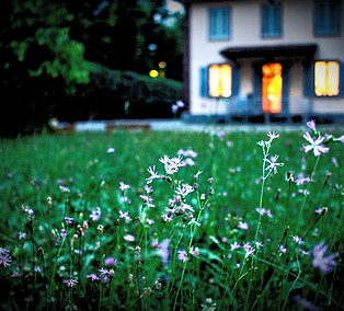 Backyard wild flowers_edited_edited.jpg