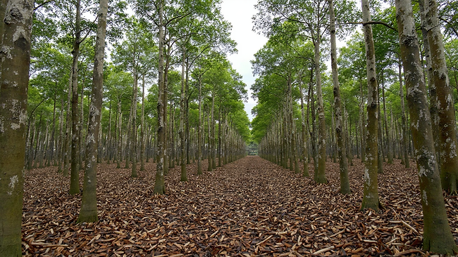 Agarwood Plantation Assam.png
