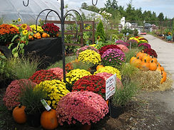 all the colours of Fall...