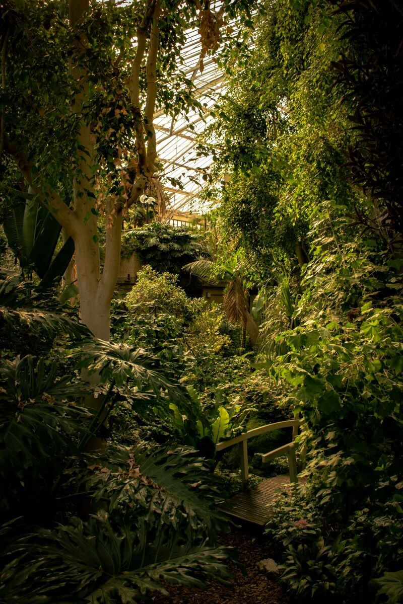 Barbican Conservatory indoor garden