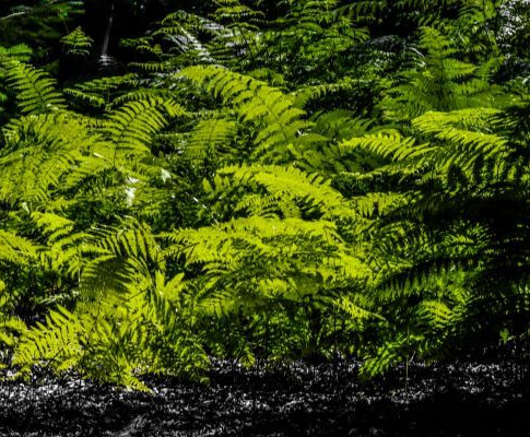 Lush ferns in Hampshire's Bolderwood Forest