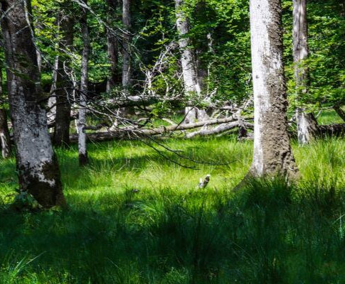 Walking trail at Bolderwood Deer Sanctuary in the New Forest National Park