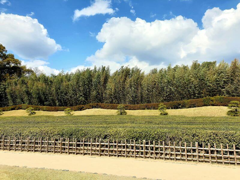 Tea plantation in Koraku-en garden in Okayama, Japan
