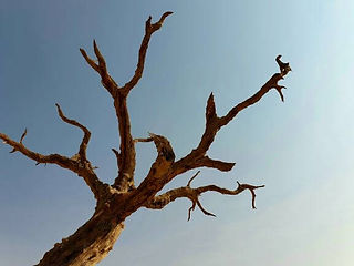 A desiccated tree in the Deadvlei, part of Namibia's Sossusvlei