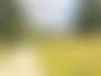 Fields of wildflowers to discover at Wakehurst botanic gardens