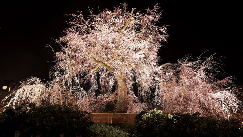 Lit up cherry blossom tree at night, in Maryuama Park in Kyoto's Gion district