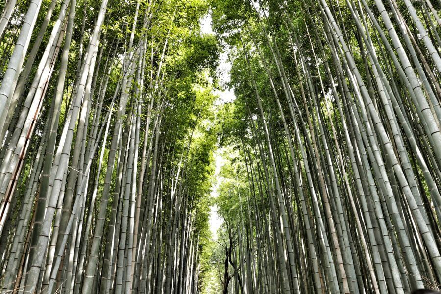 The famous bamboo forest in Kyoto's Arashiyama district, Japan